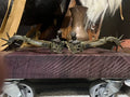 Antique 1800s Mexican Spurs Colonial